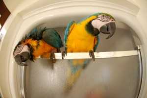 Afrykańskie szare papugi i niebiesko-złota ara