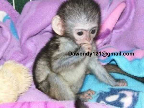 Socializovaná mláďata kapucínských opic na prodej