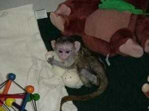 Kapucínská opice cvičená na pleny připravena