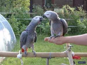 Mluvící pár afrických papoušků šedých s klecí