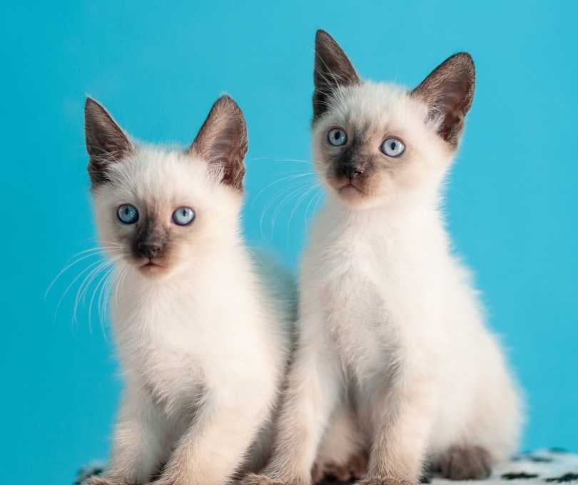 Siamska koťata k dispozici zdarma