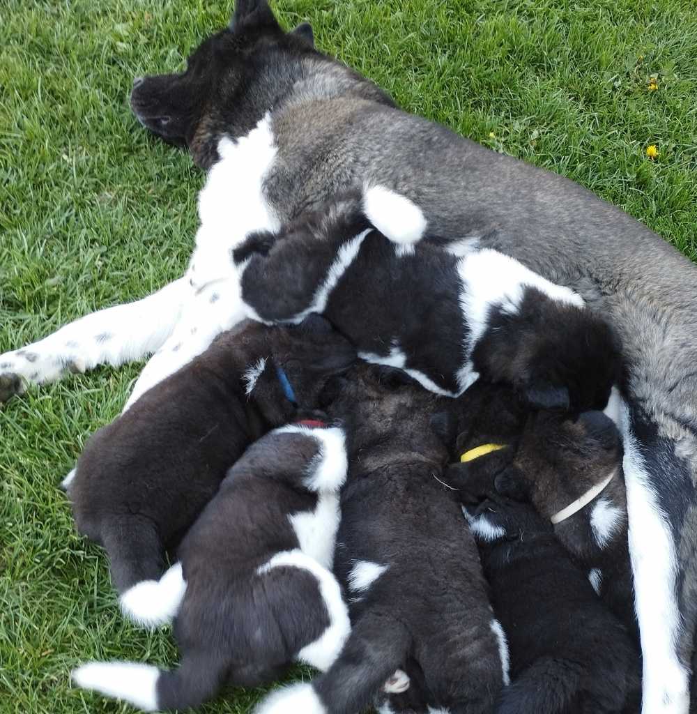 Americká akita s PP prodej štěňat