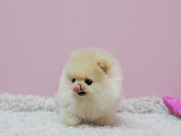 Prodám štěňátka německý špic trpasličí (pomeranian