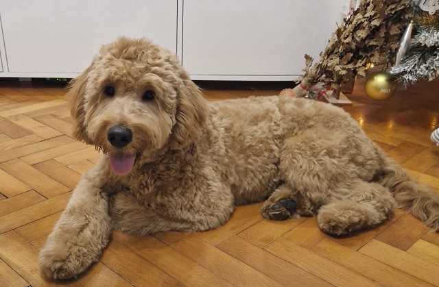 Goldendoodle F1