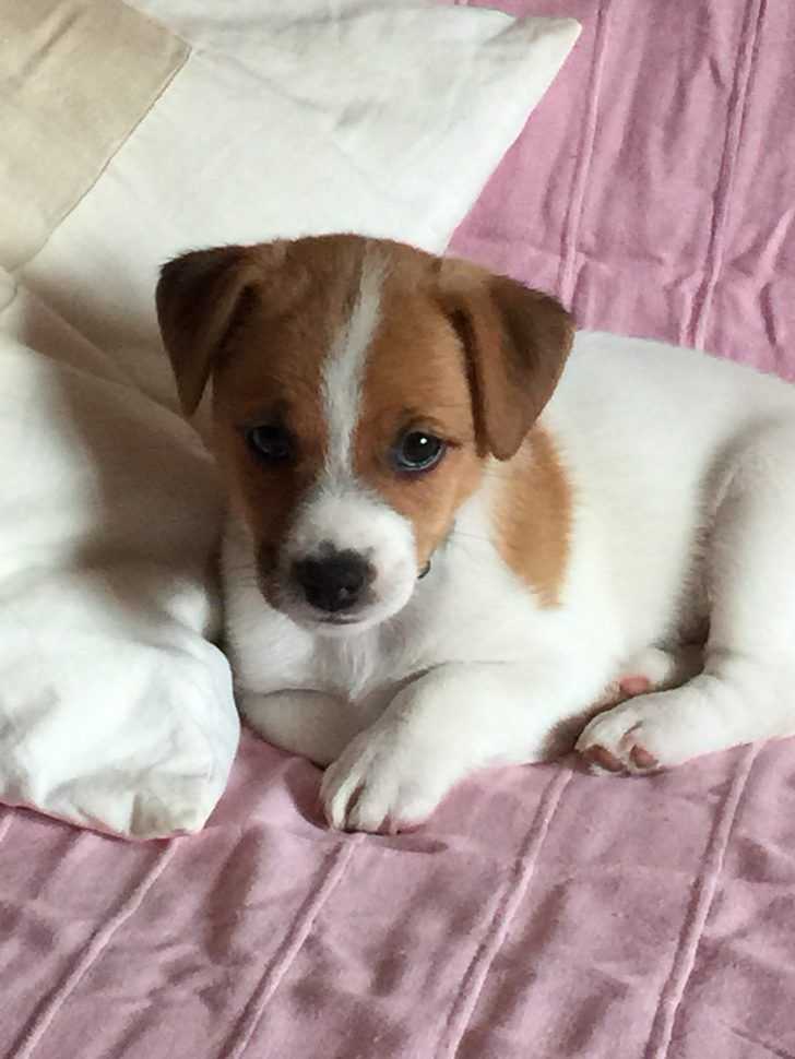 Jack russell terier klučík