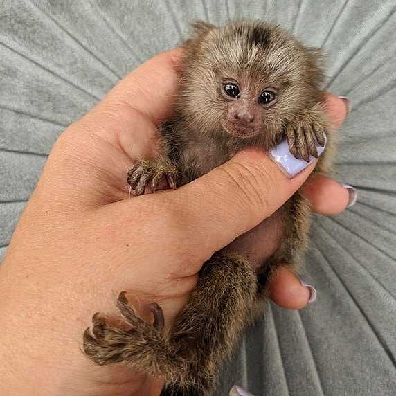 Opice marmoset k adopci