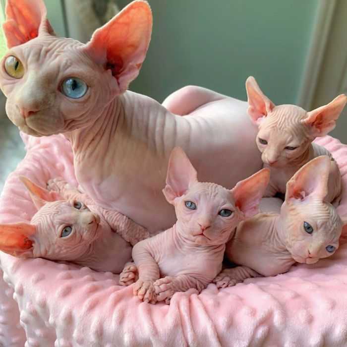 sphynx koťata k adopci .