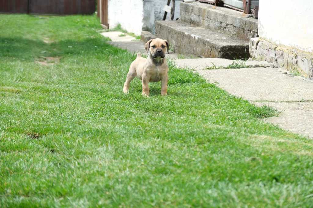 South african Mastif, Boerboel