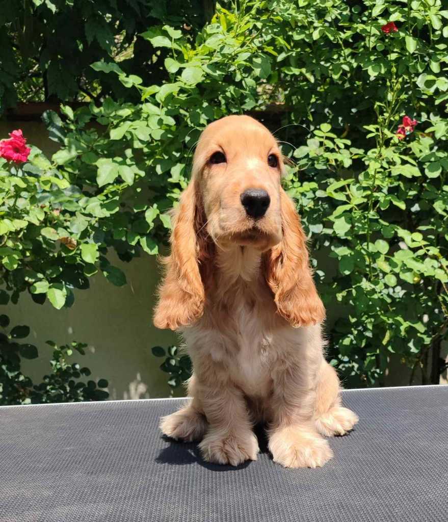 English Cocker Spaniel