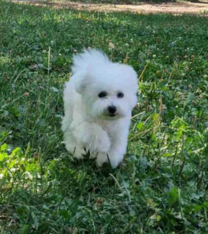 Puppy bison, female