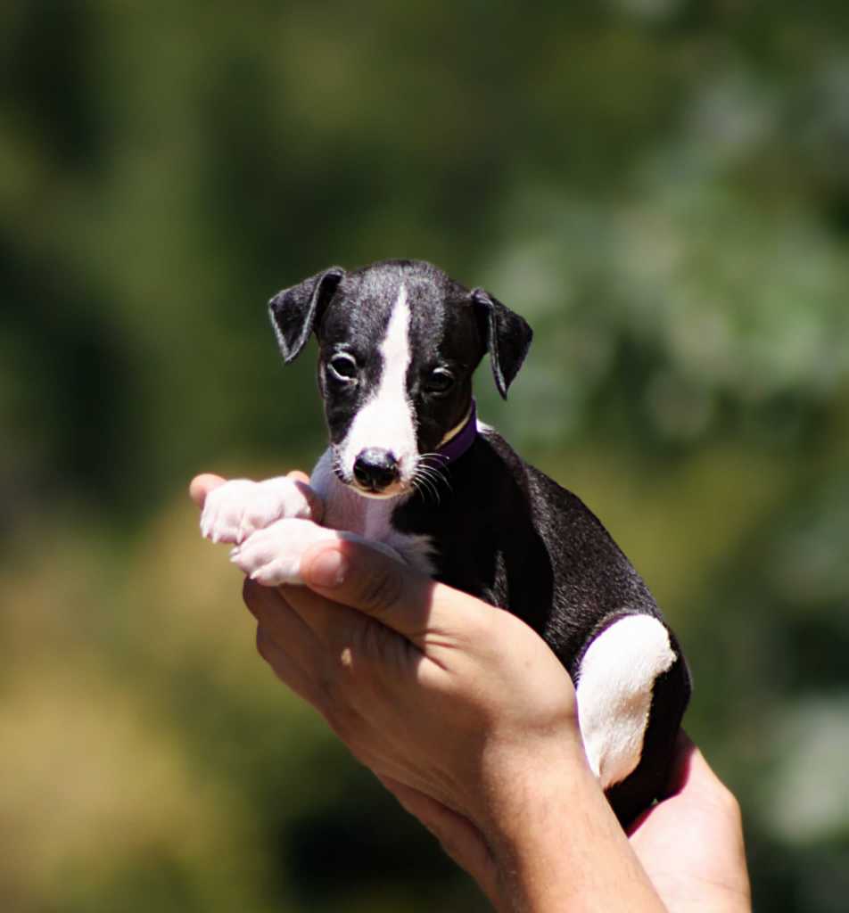 whippet puppies