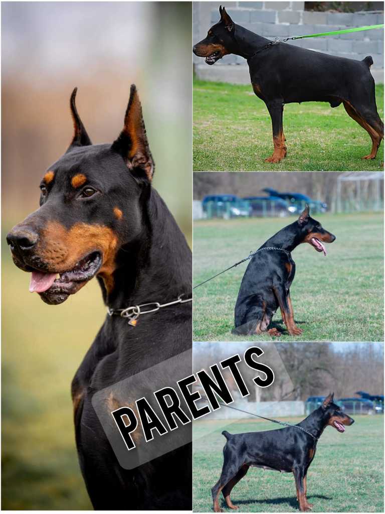 Doberman puppies