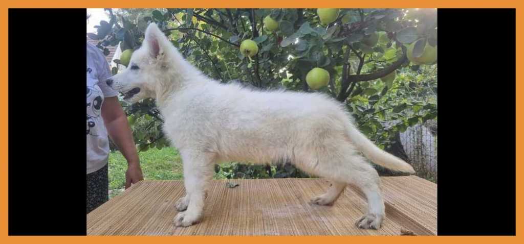 Swiss White Shepherd puppies.