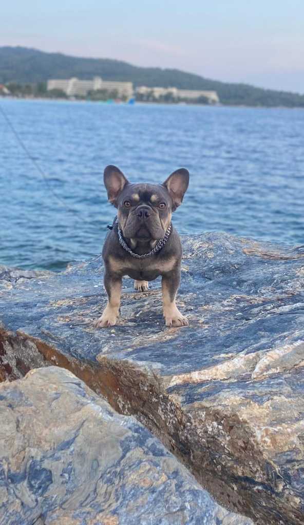 Exotic French Bulldogs