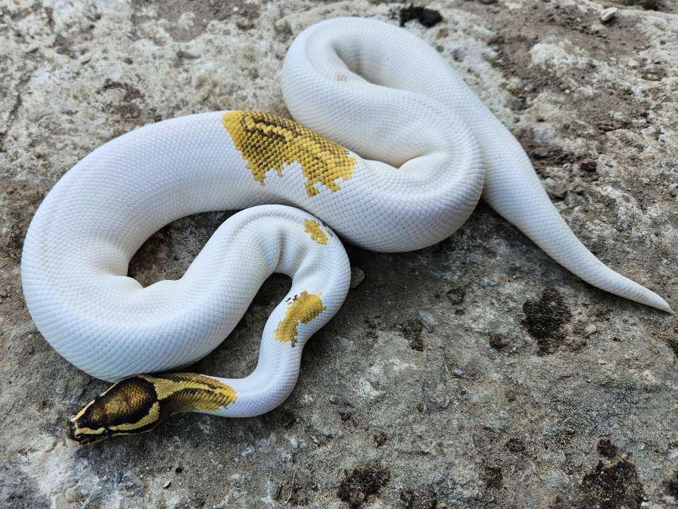 Muž Ball Python