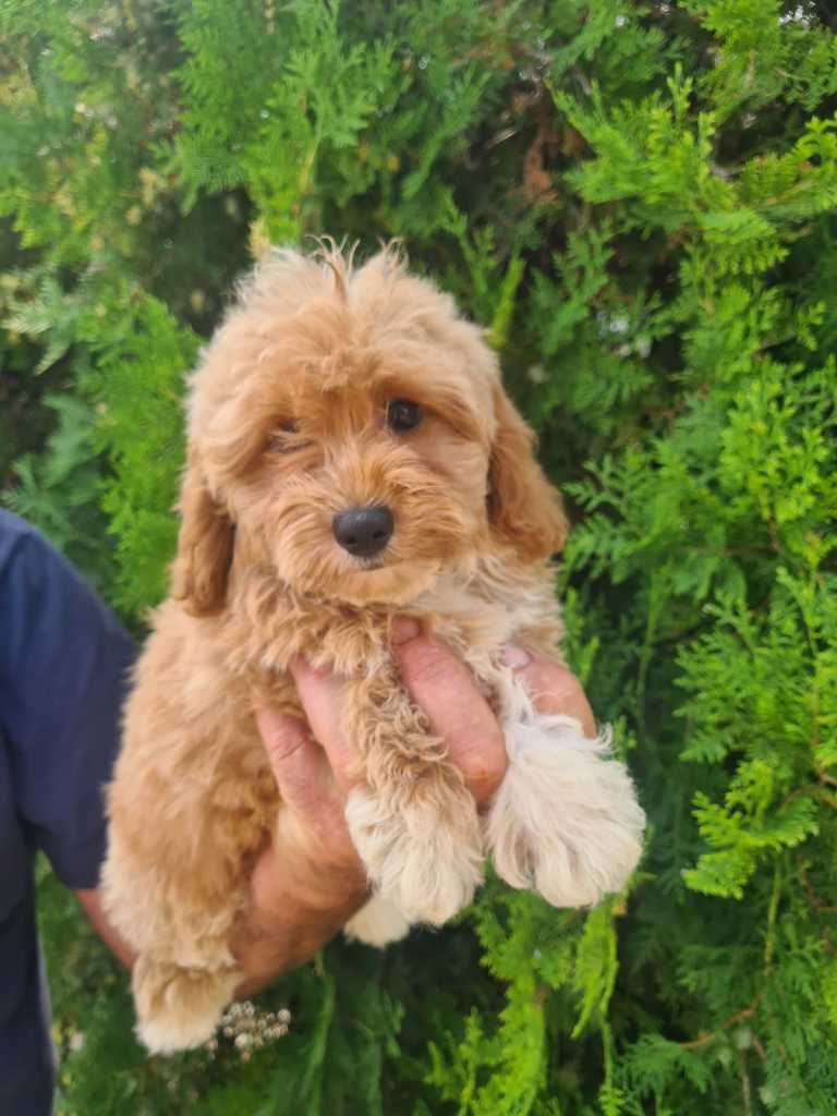 Maltipoo puppies