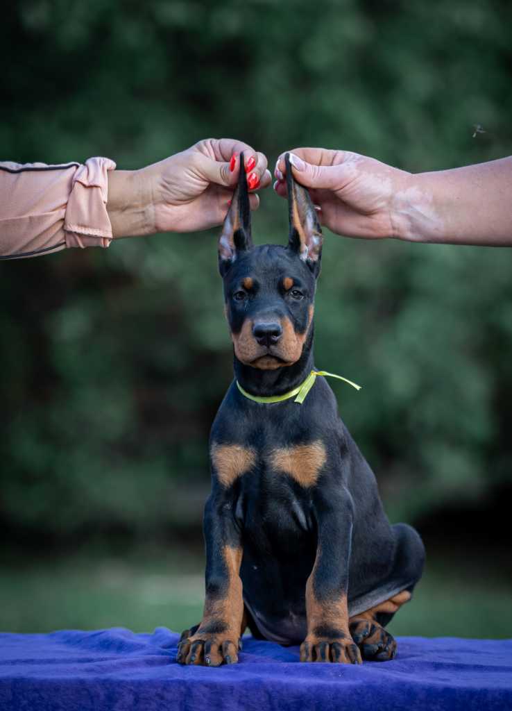 Doberman puppies