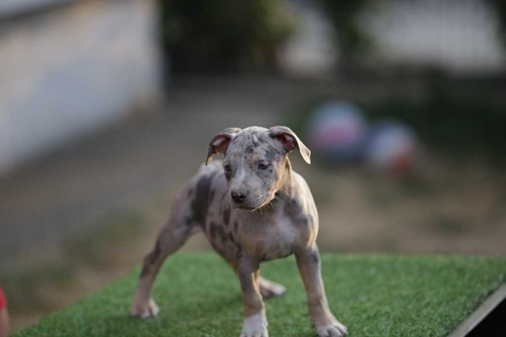 American Pitbull Terrier