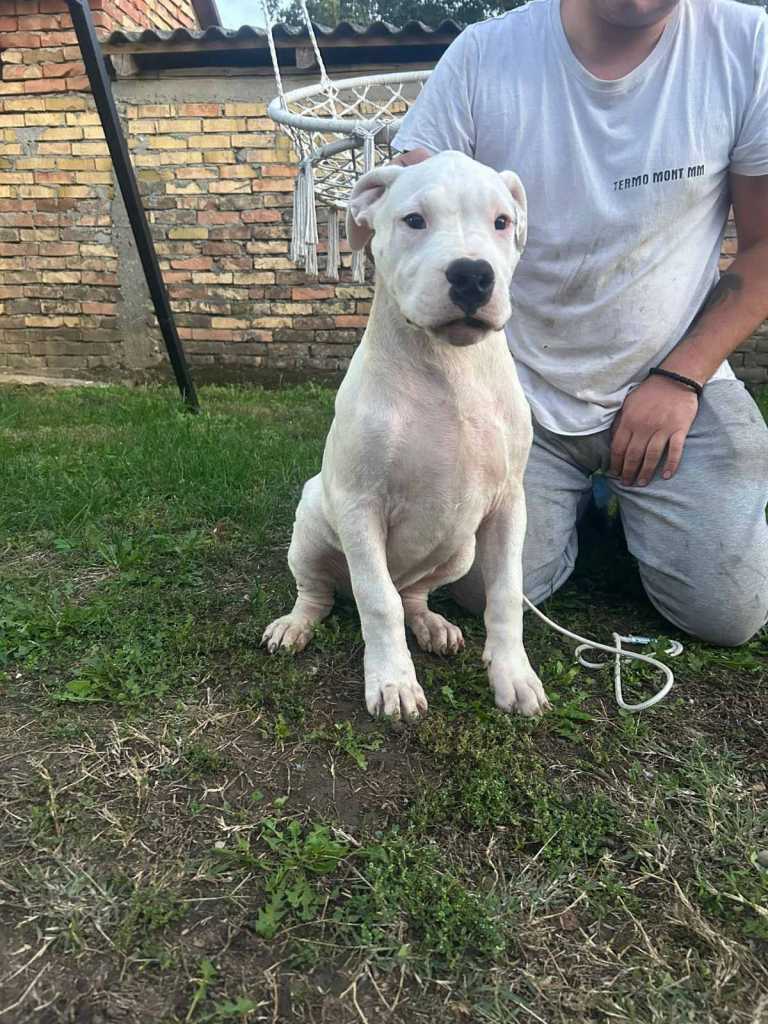 Dogo Argentino puppies