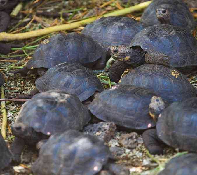 Galapágská želva chovaná v zajetí na prodej