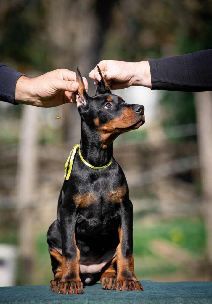 Doberman puppies