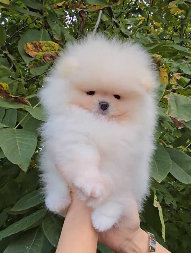 Sale of premium bear-type Pomeranians