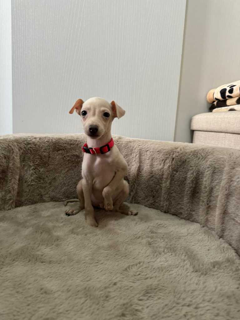 Italian greyhound puppies available for booking