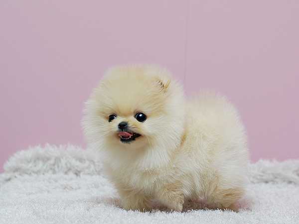 Prodám štěňátka německý špic trpasličí (pomeranian