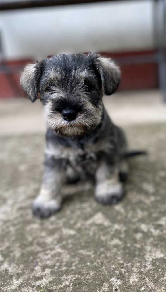 Miniature Schnauzer