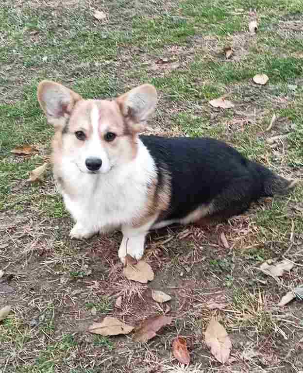 Pembroke Welsh Corgi