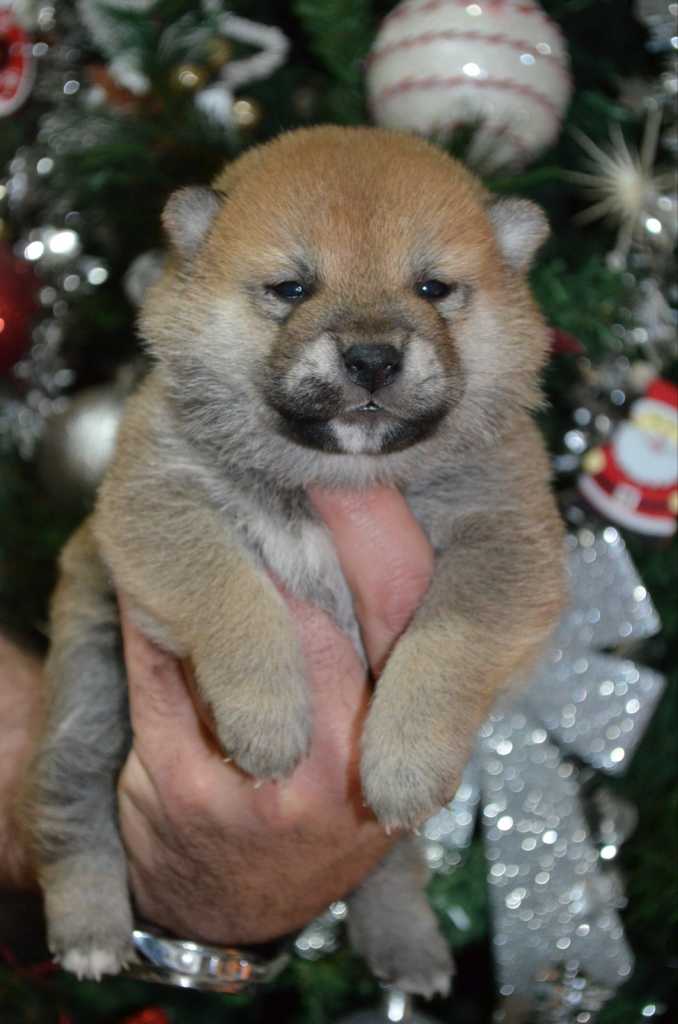 Shiba inu puppies