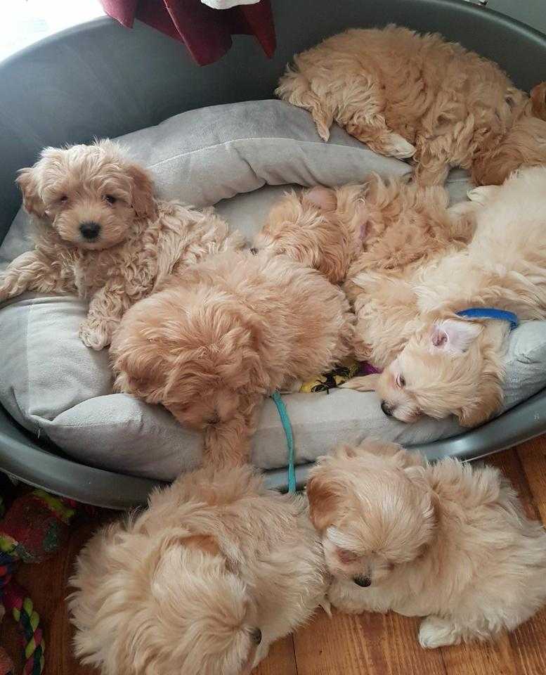 Krásná štěňata Maltipoo.