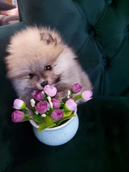 Beautiful Pomeranian puppies - Your new family mem