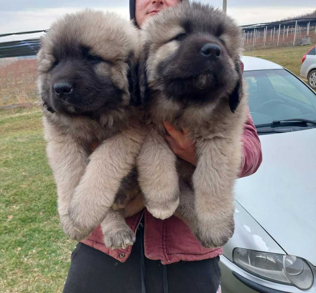 Caucasian shepherds