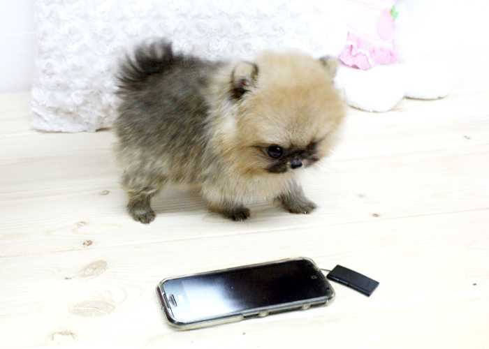 Německý špic trpasličí (Pomeranian) Štěňátka