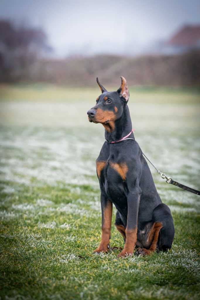 DOBERMAN PUPPY