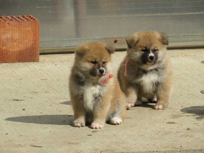 I am selling Japanese Akita puppies