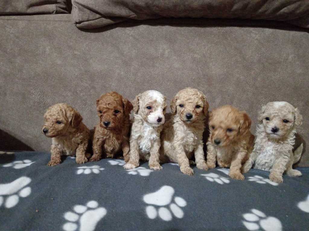 Miniature Poodles for sale