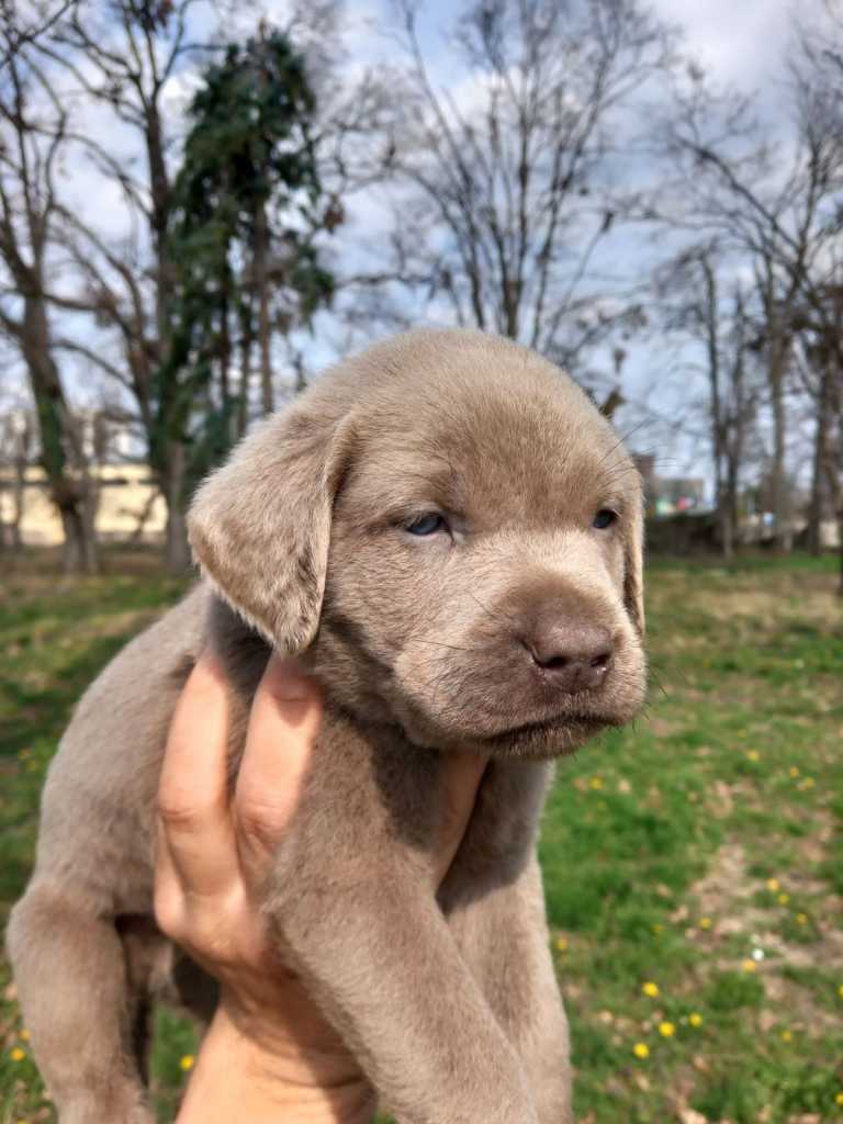 Silver labradors