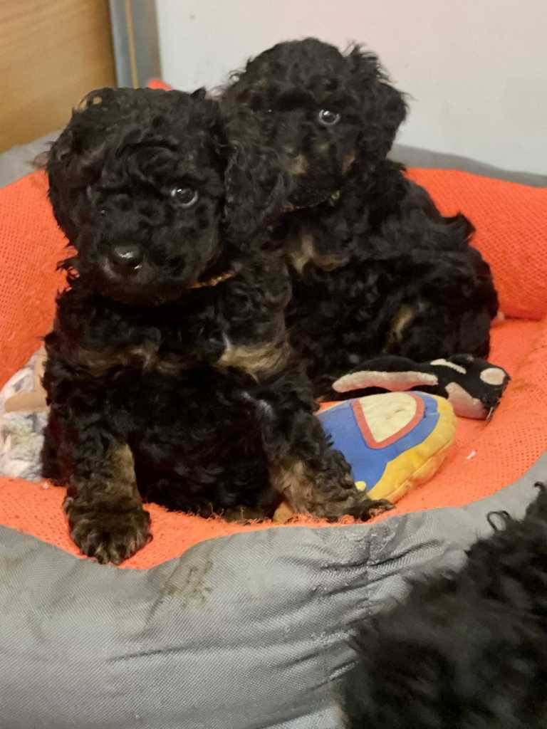 Toy Poodle Black & Tan Pedigree