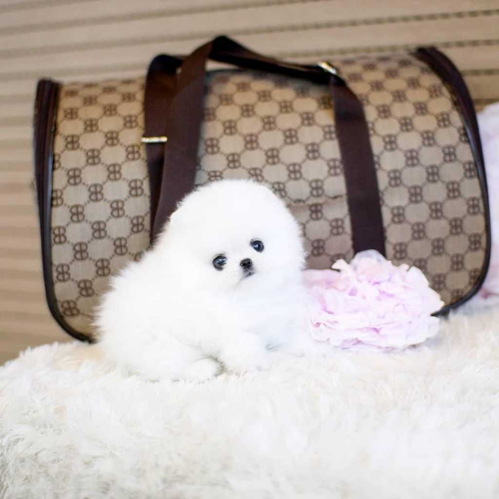 Nádherný bílý šálek Pomeranian štěňata na prodej
