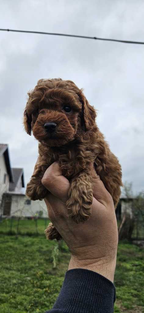 Miniature and toy poodles