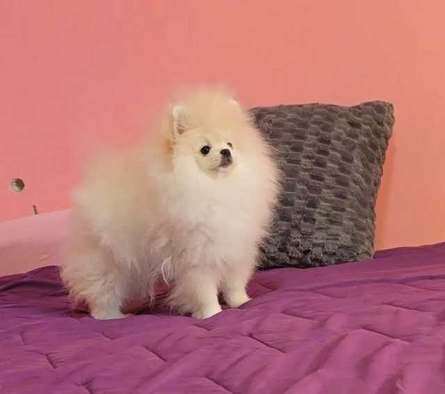 Čistokrevná štěňata Boo Pomeranian