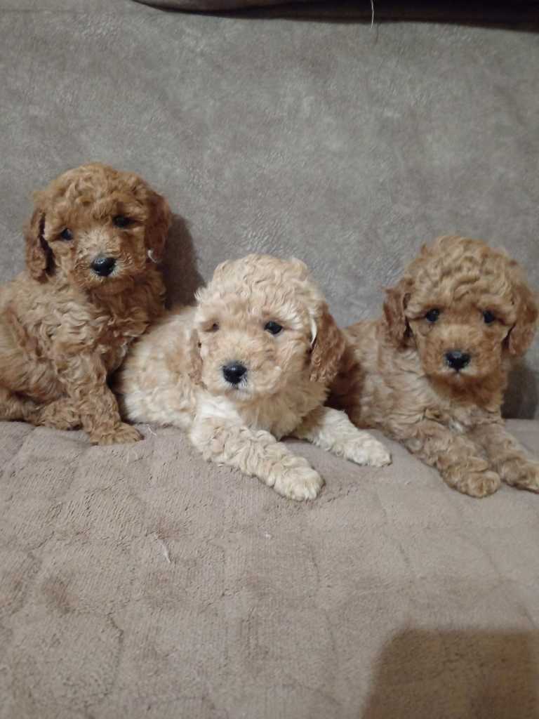 Miniature Poodles for sale