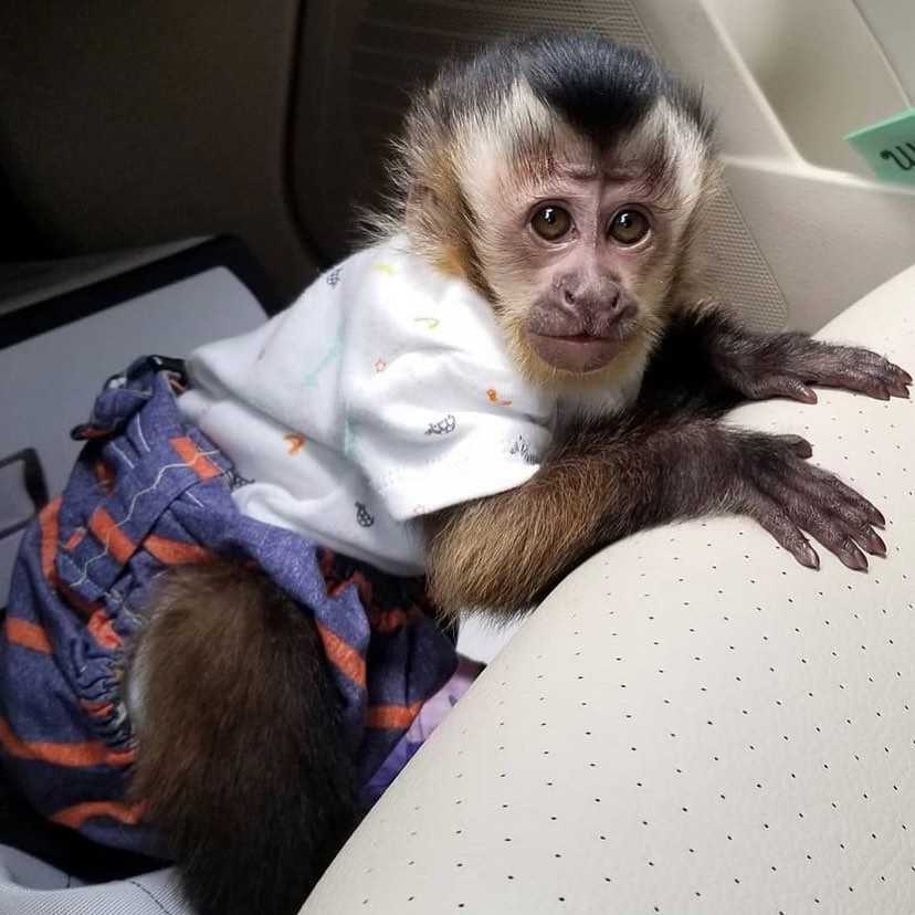 zdravé mláďata kapucínských opic na prodej..d