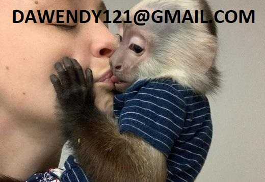 zdravé mláďata kapucínských opic na prodejz