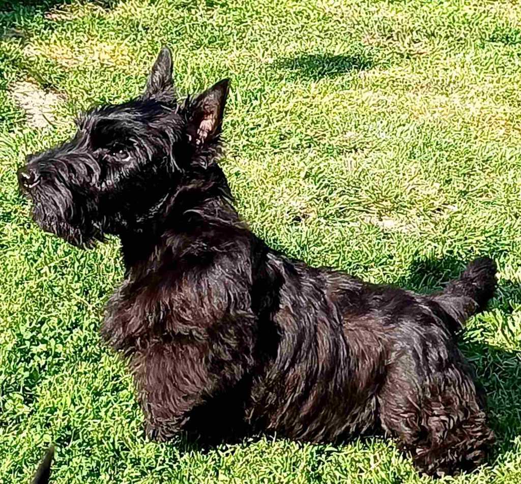 Scottish terrier puppies for sale..