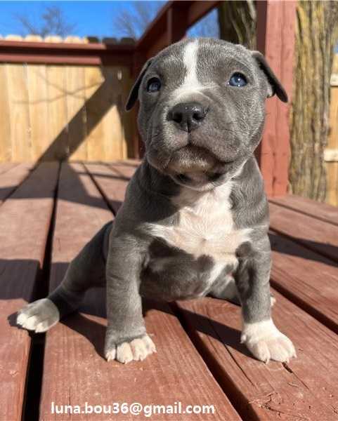 Štěňata pitbulla Štěňata pitbulla