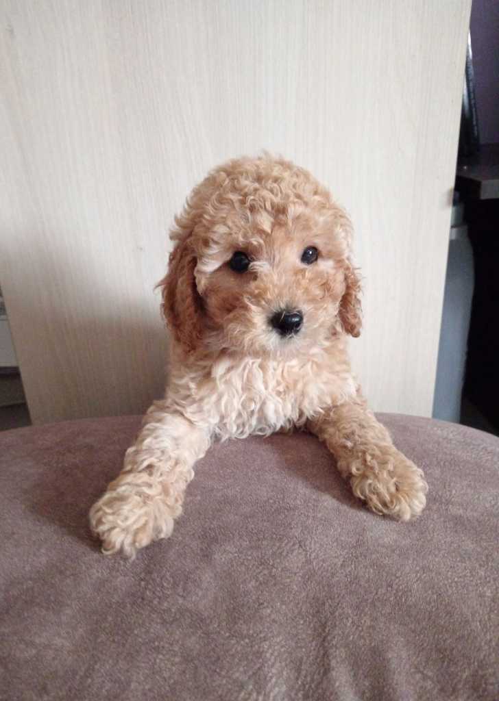 Miniature Poodles for sale