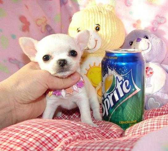 Mops (Mopslík) Pug štěňátka